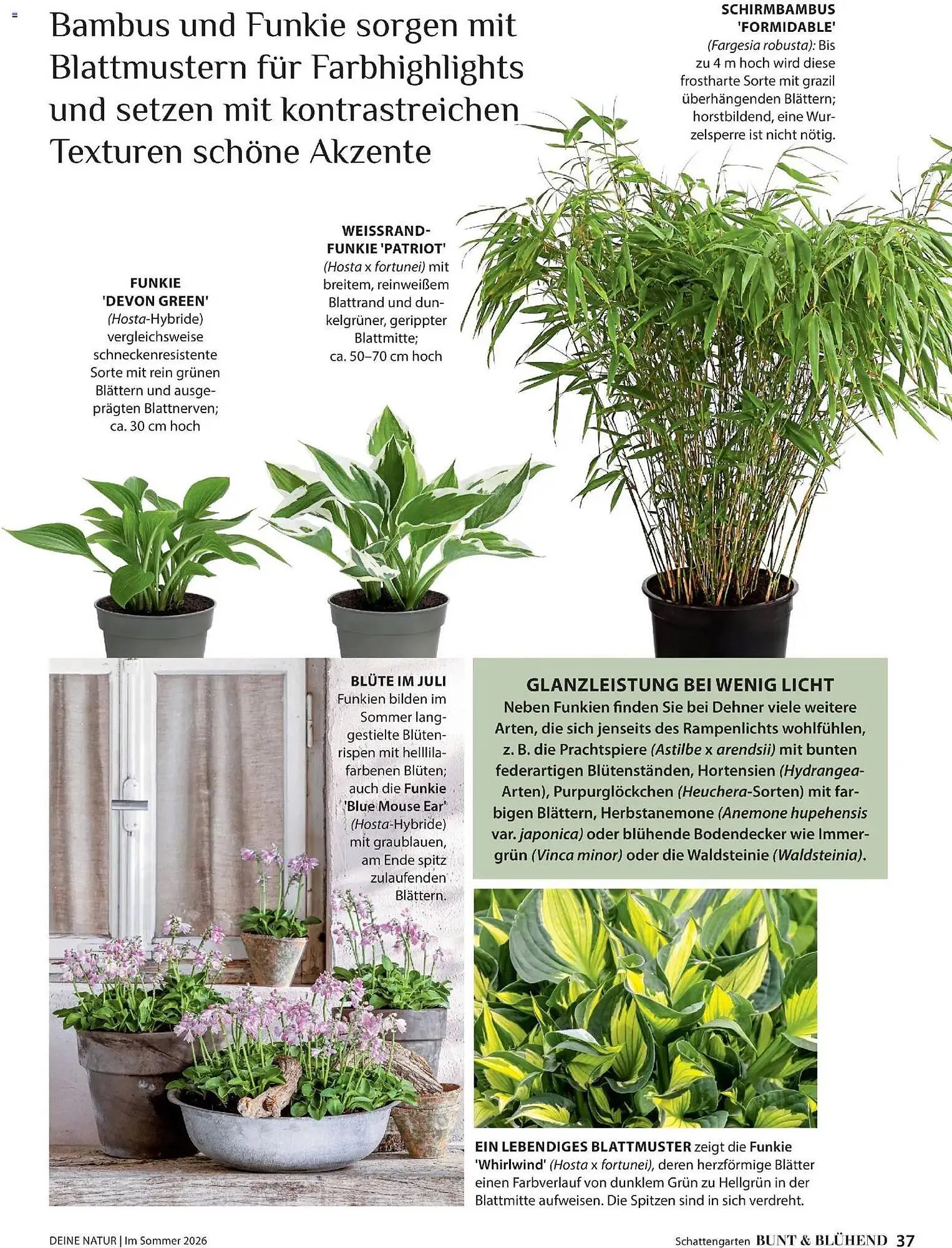 Dehner Prospekt von 17. April bis 31. August 2026 - Prospekt seite 37