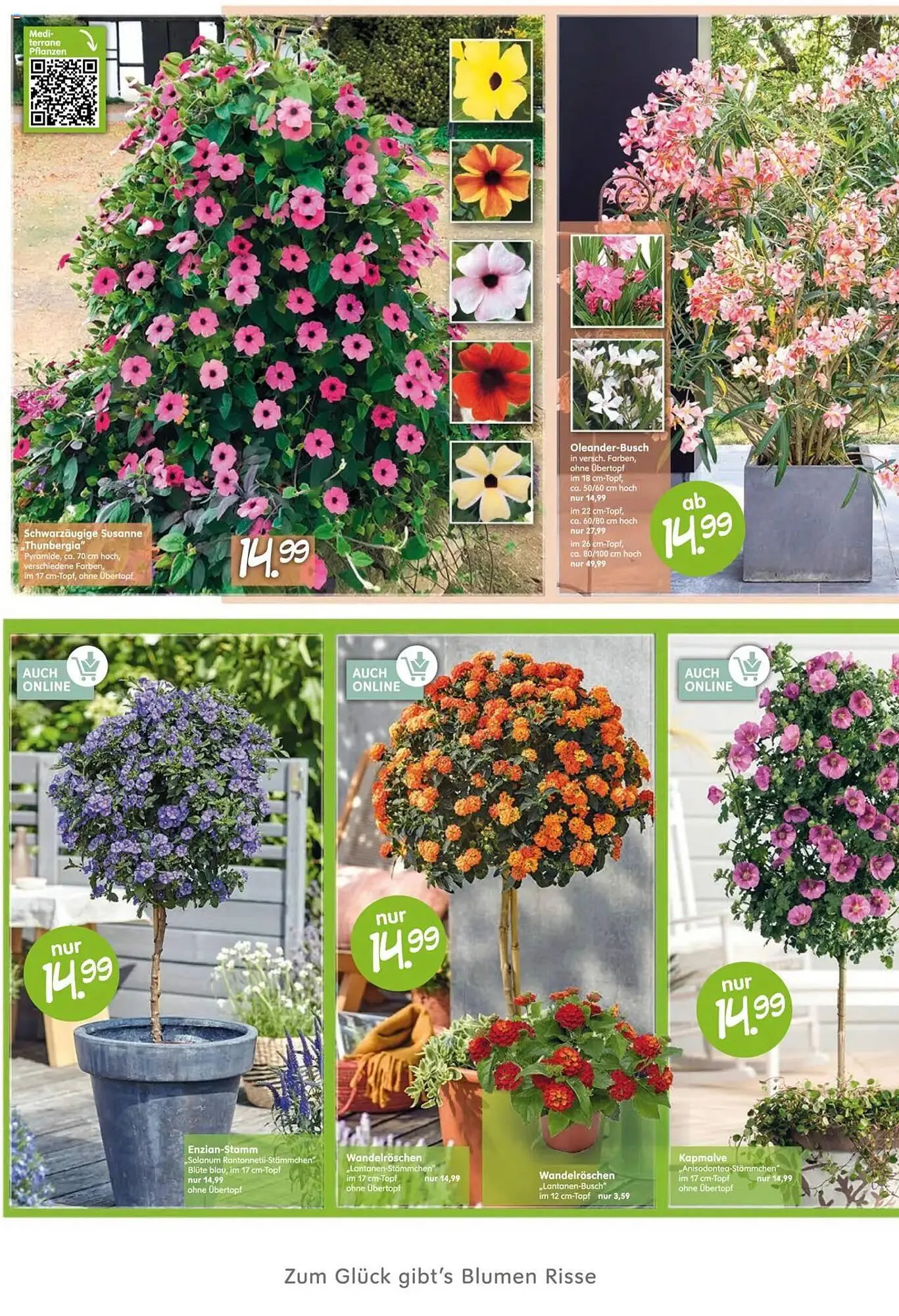 Blumen Risse Prospekt von 26. April bis 7. Mai 2025 - Prospekt seite 6