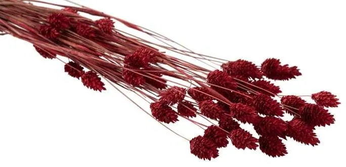 Echtes Phalaris, rot, 35–45 Stück