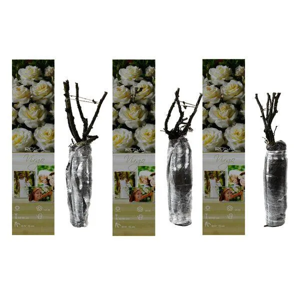 Edelrosen 'Virgo', weiß 3er Set