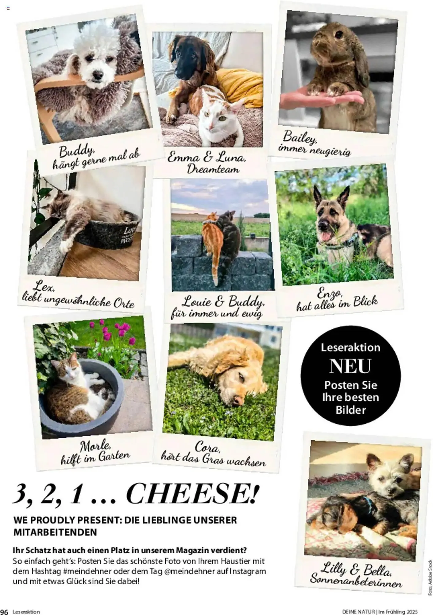 Dehner Prospekt von 6. März bis 9. Juni 2025 - Prospekt seite 96