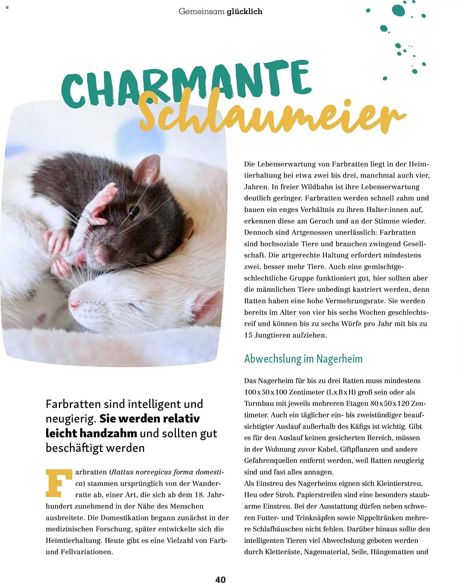 Fressnapf Magazin von 1. November bis 31. Dezember 2025 - Prospekt seite 40