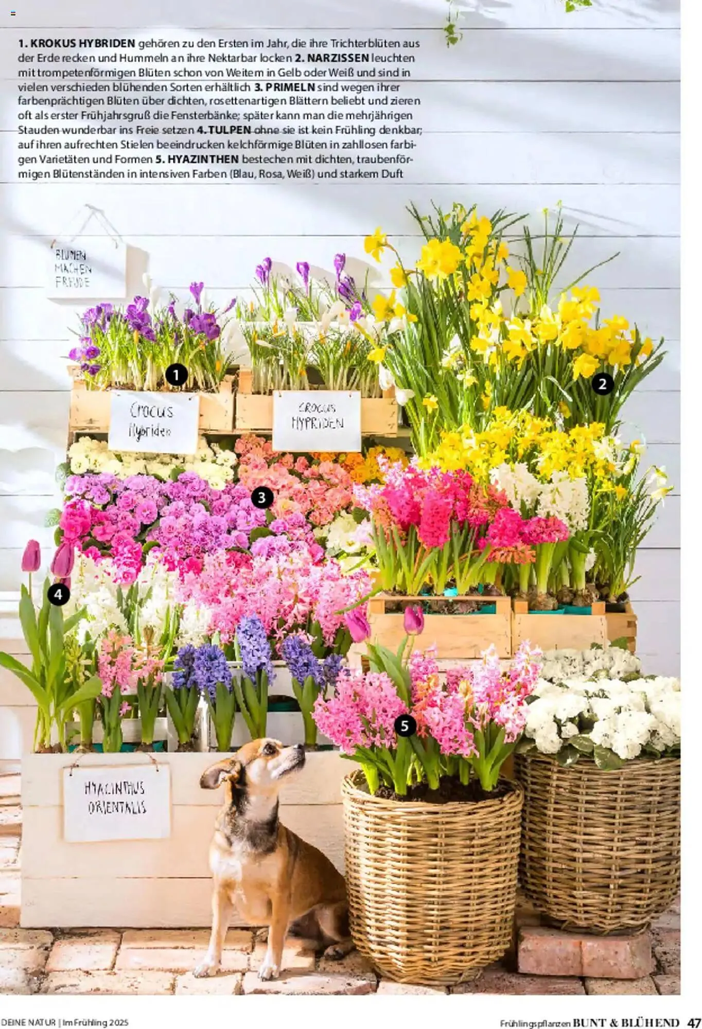 Dehner Prospekt von 6. März bis 9. Juni 2025 - Prospekt seite 47