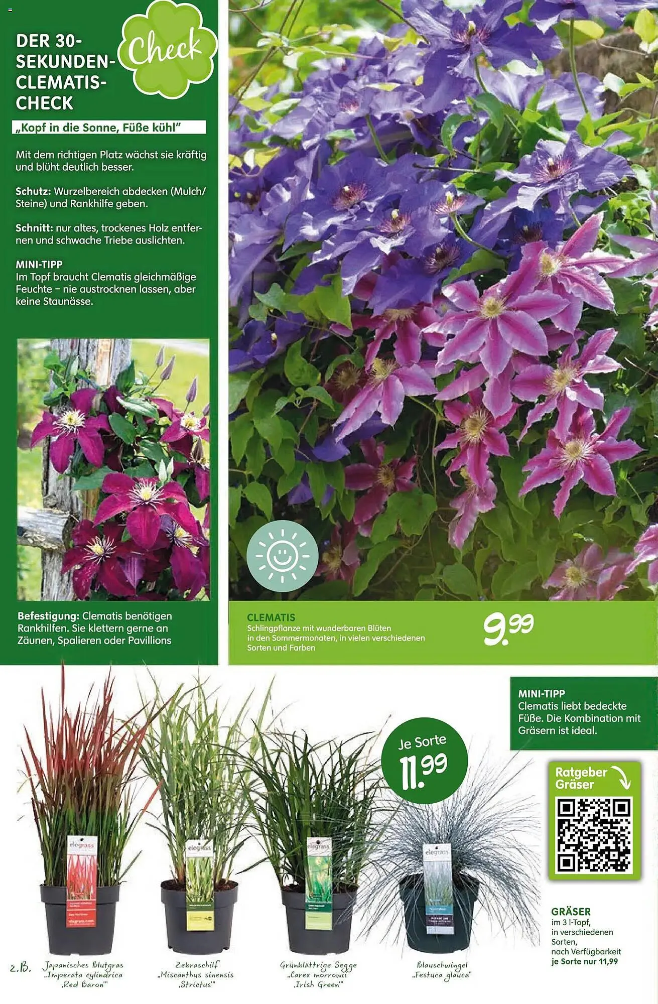 Blumen Risse Prospekt von 16. April bis 26. April 2026 - Prospekt seite 8