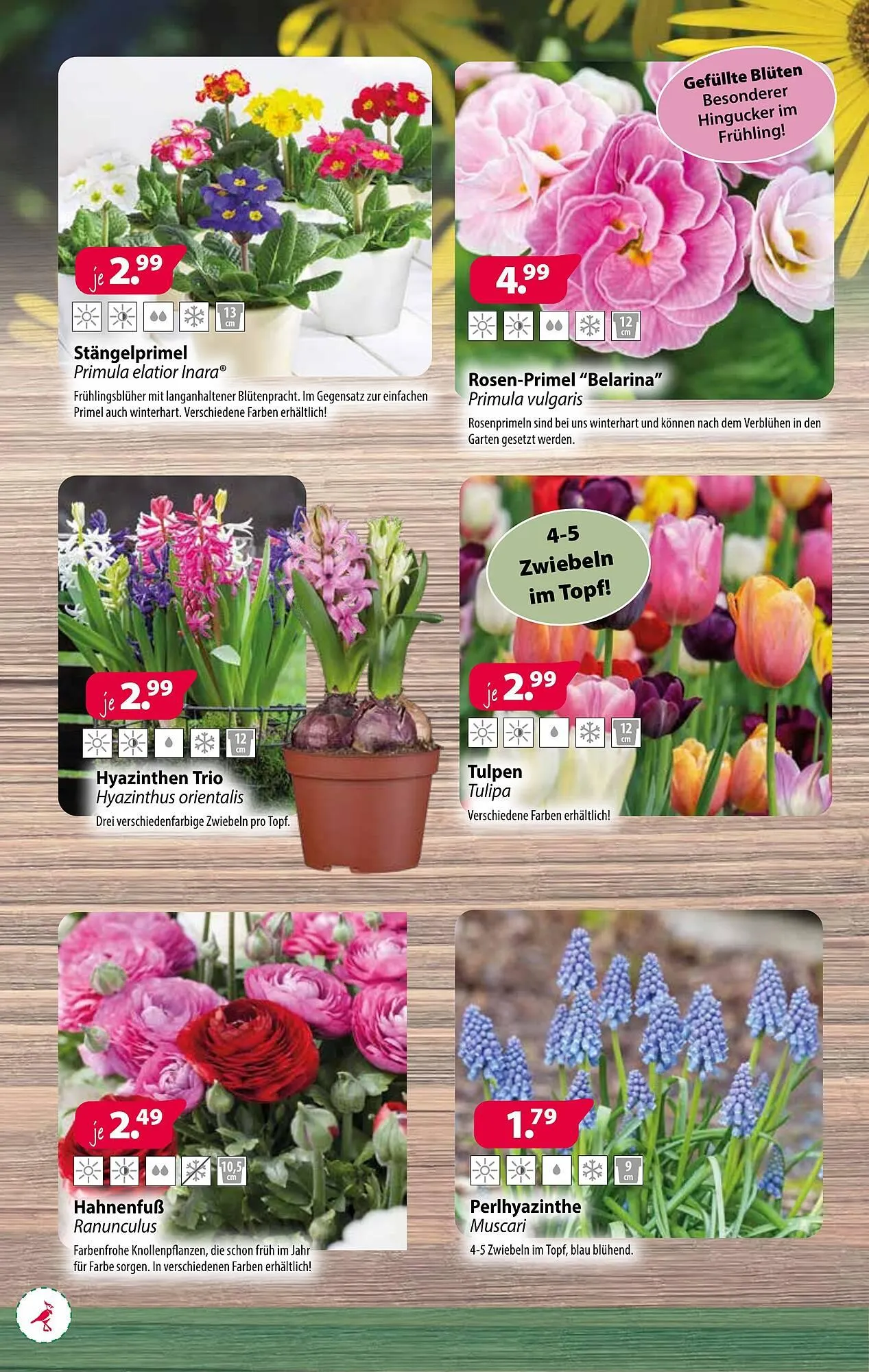 Kiebitzmarkt Prospekt von 8. März bis 15. März 2025 - Prospekt seite 2