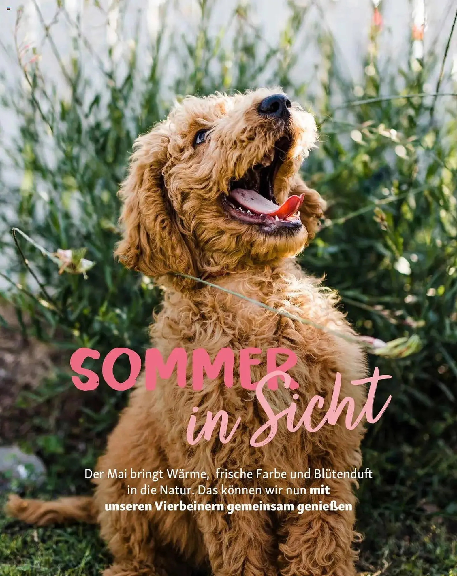 Fressnapf Prospekt von 1. Mai bis 30. Juni 2025 - Prospekt seite 11