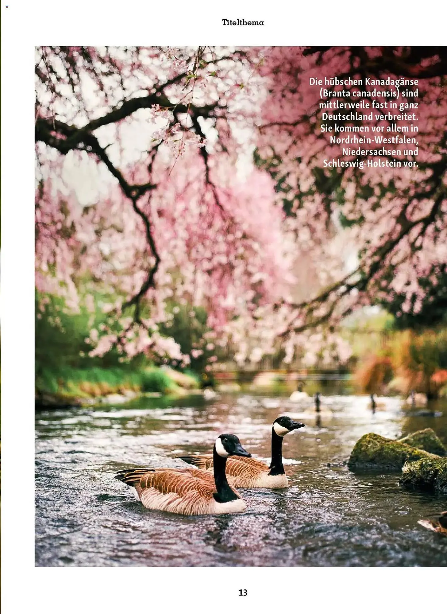 Fressnapf Magazin von 2. März bis 30. April 2026 - Prospekt seite 13