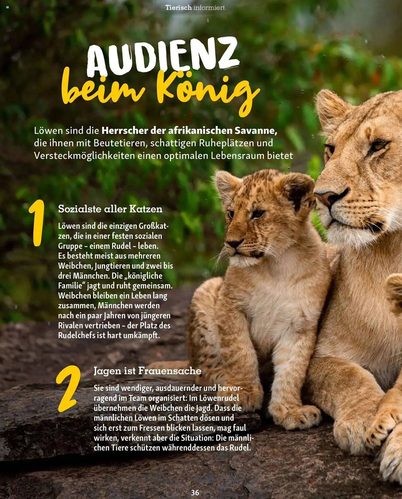 Fressnapf Magazin von 1. September bis 31. Oktober 2025 - Prospekt seite 36