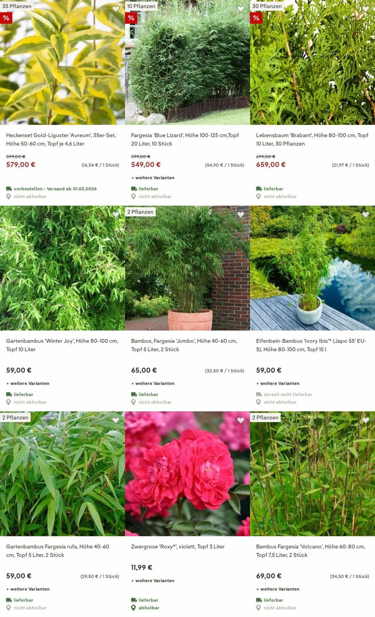 Pflanzen-Kölle Aktueller Prospekt von 15. Dezember bis 24. Dezember 2025 - Prospekt seite 3