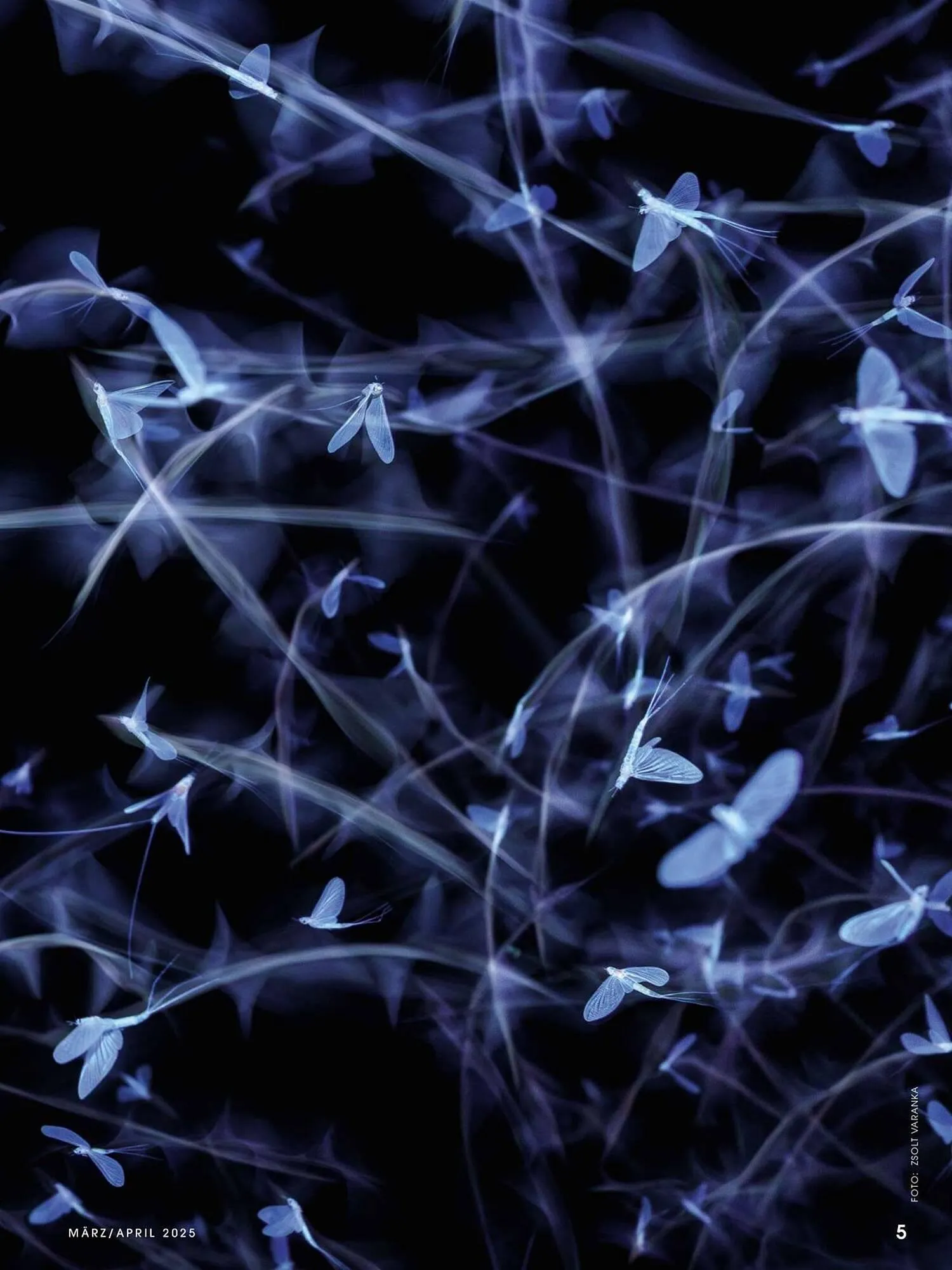 Ringfoto Prospekt von 1. März bis 30. April 2025 - Prospekt seite 5