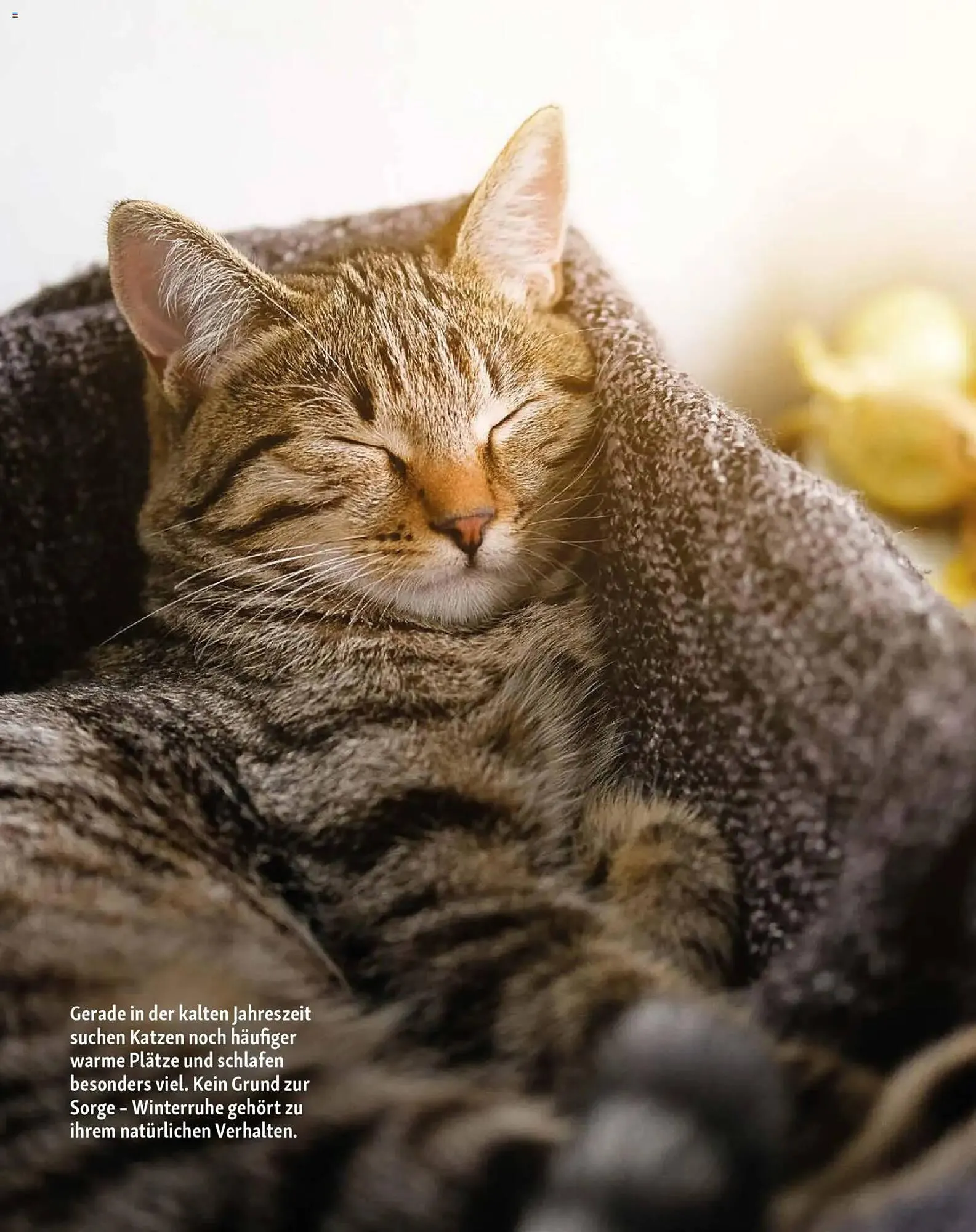 Fressnapf Magazin von 1. Januar bis 28. Februar 2026 - Prospekt seite 15