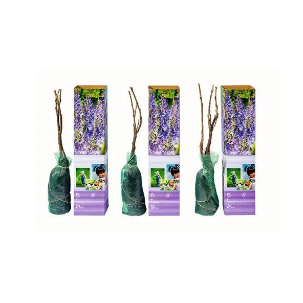 Blauregen (Wisteria) 3er Set