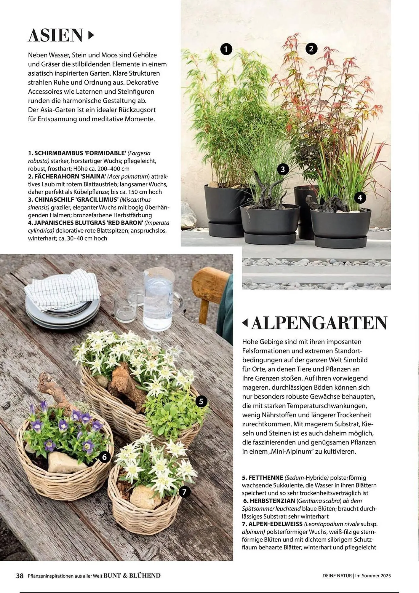 Dehner Prospekt von 1. Juli bis 31. Dezember 2025 - Prospekt seite 38