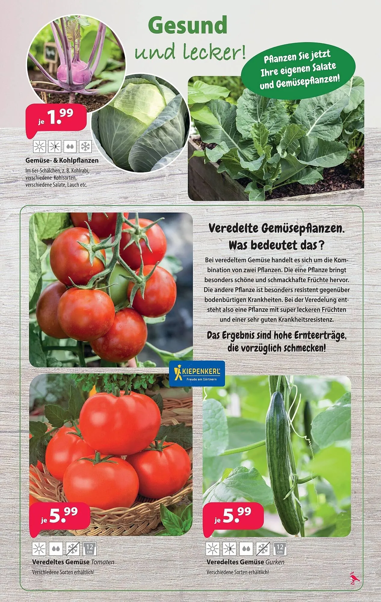 Kiebitzmarkt Prospekt von 4. April bis 11. April 2026 - Prospekt seite 7