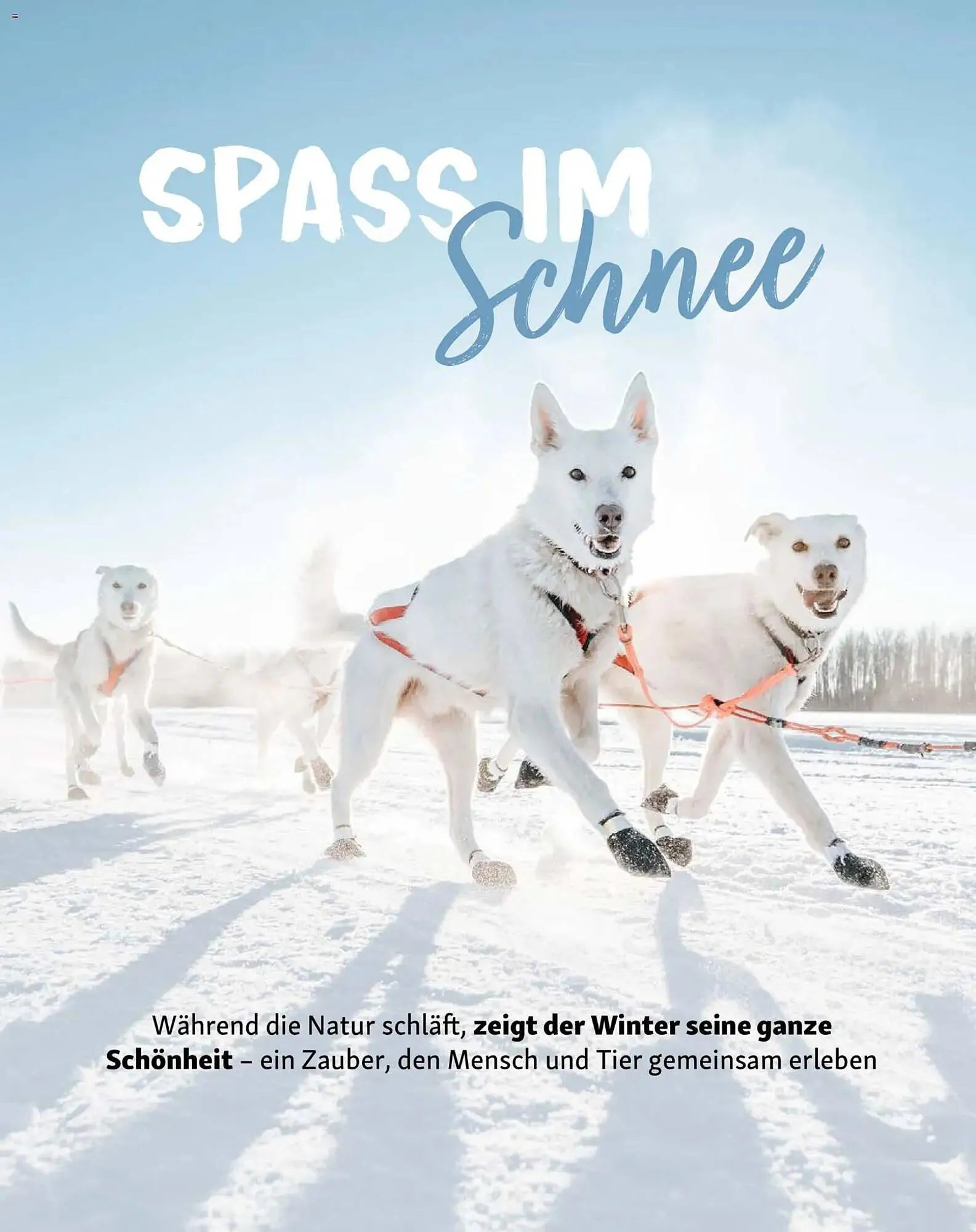 Fressnapf Magazin von 1. Januar bis 28. Februar 2026 - Prospekt seite 11