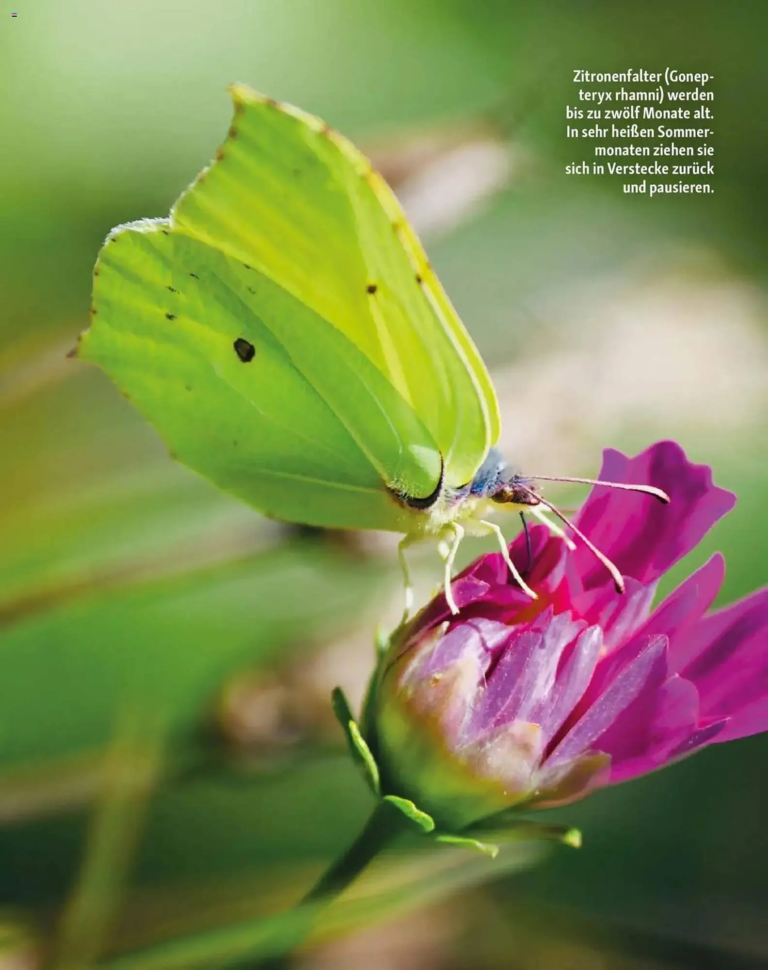 Fressnapf Prospekt von 1. Juli bis 31. August 2025 - Prospekt seite 14