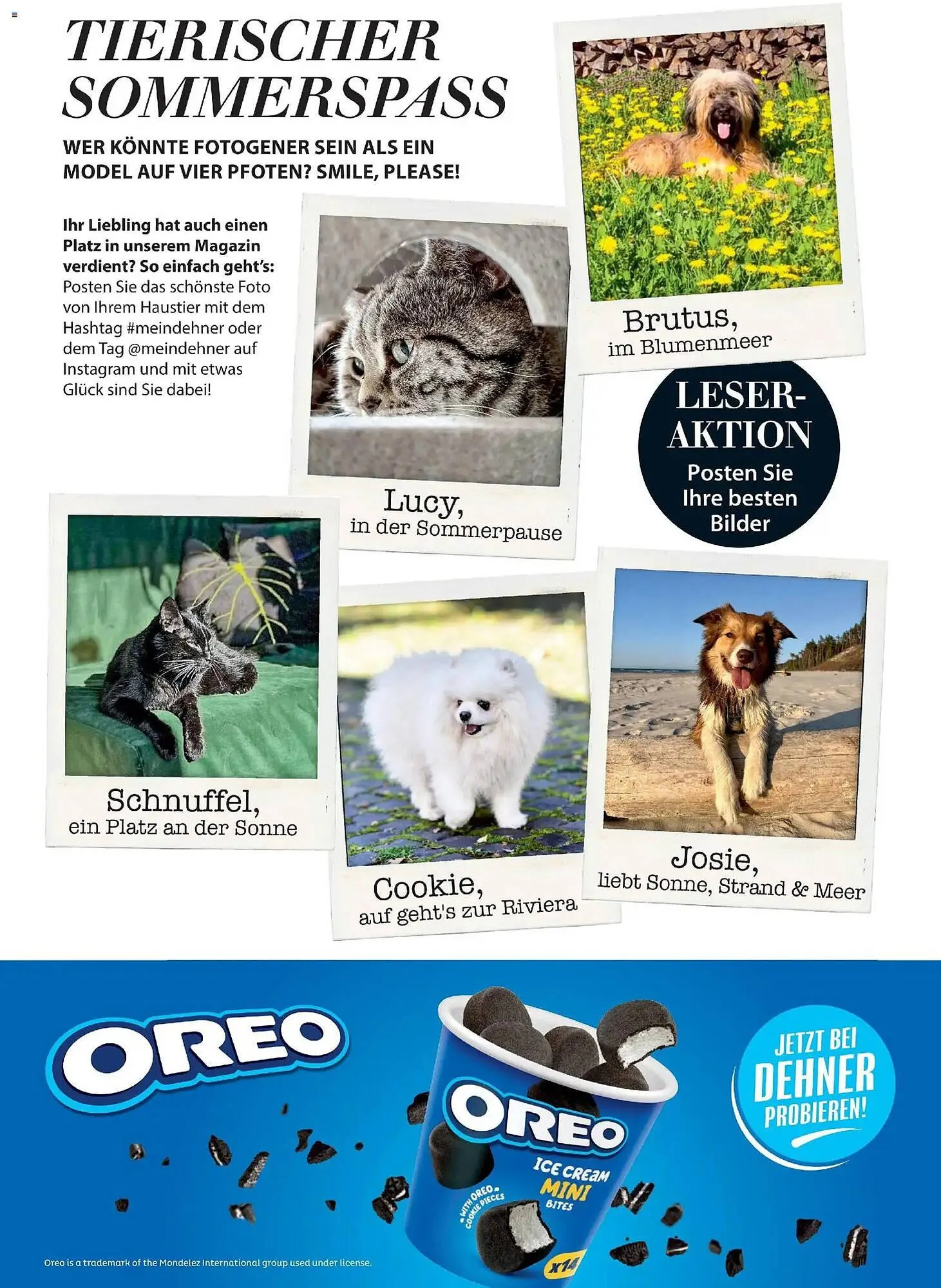 Dehner Prospekt von 17. April bis 31. August 2026 - Prospekt seite 97