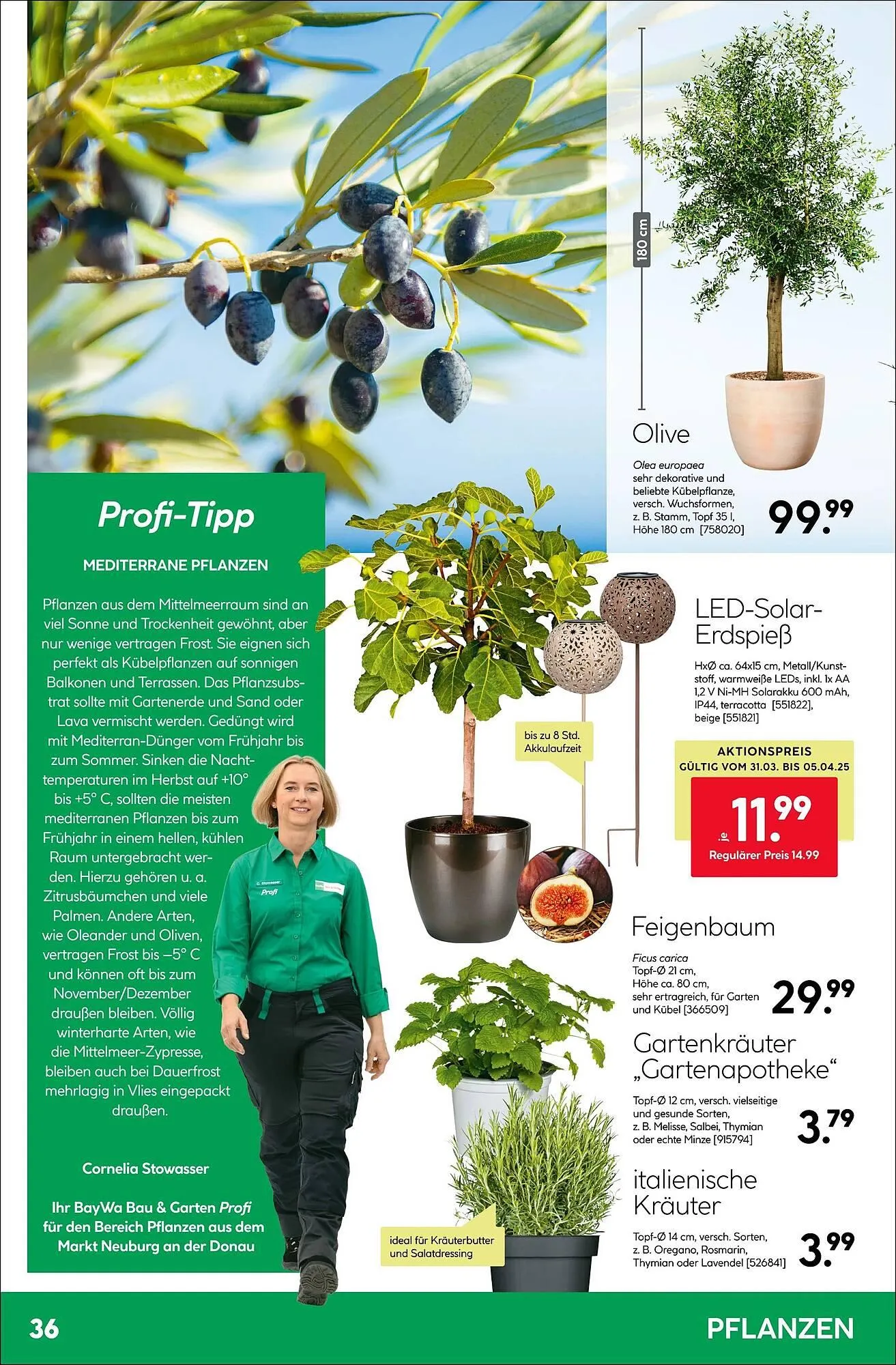 BayWa Prospekt von 31. März bis 6. April 2025 - Prospekt seite 36