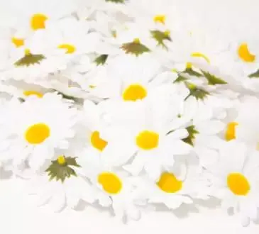 Streu-Margeriten, 5,5 cm Ø, 50 Stück