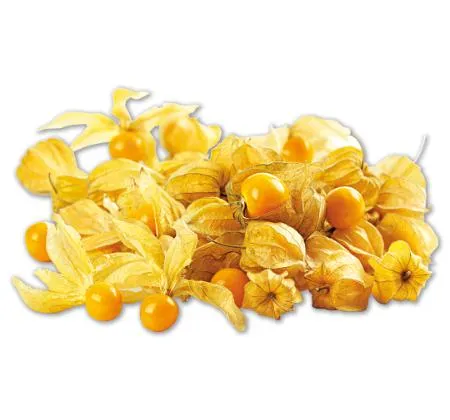 Physalis