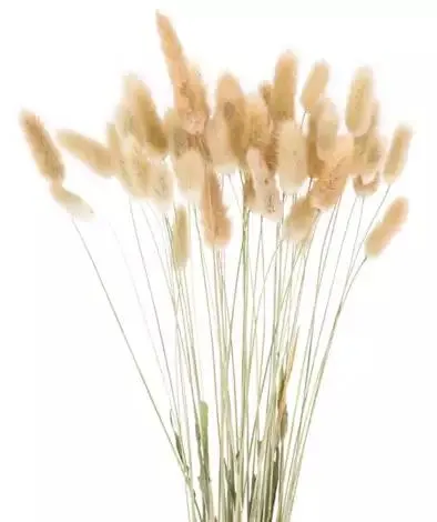 Lagurus-Gras, natur, 50–60 cm, 35–45 Stück