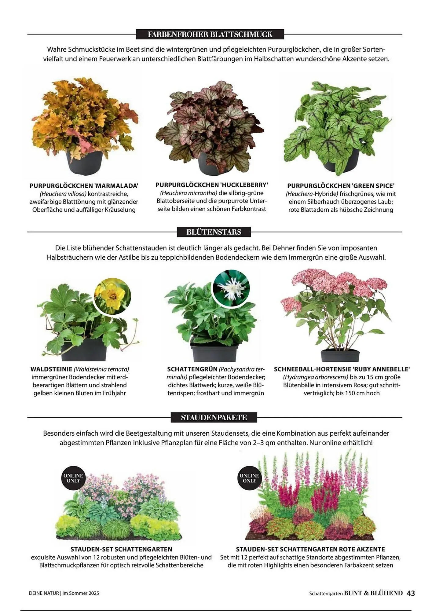 Dehner Prospekt von 1. Juli bis 31. Dezember 2025 - Prospekt seite 43