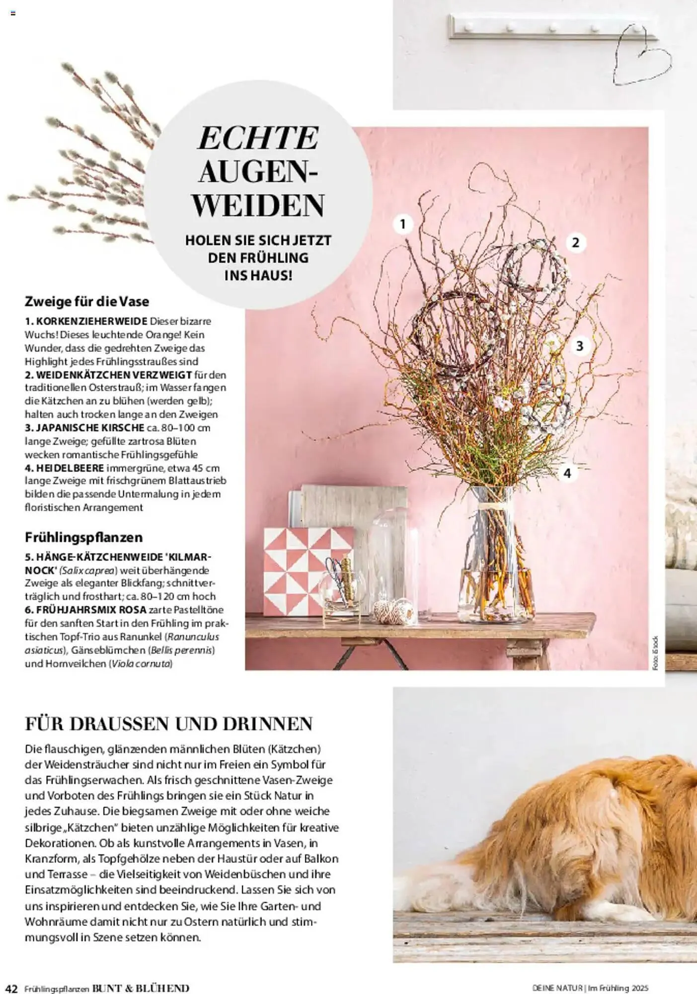 Dehner Prospekt von 6. März bis 9. Juni 2025 - Prospekt seite 42