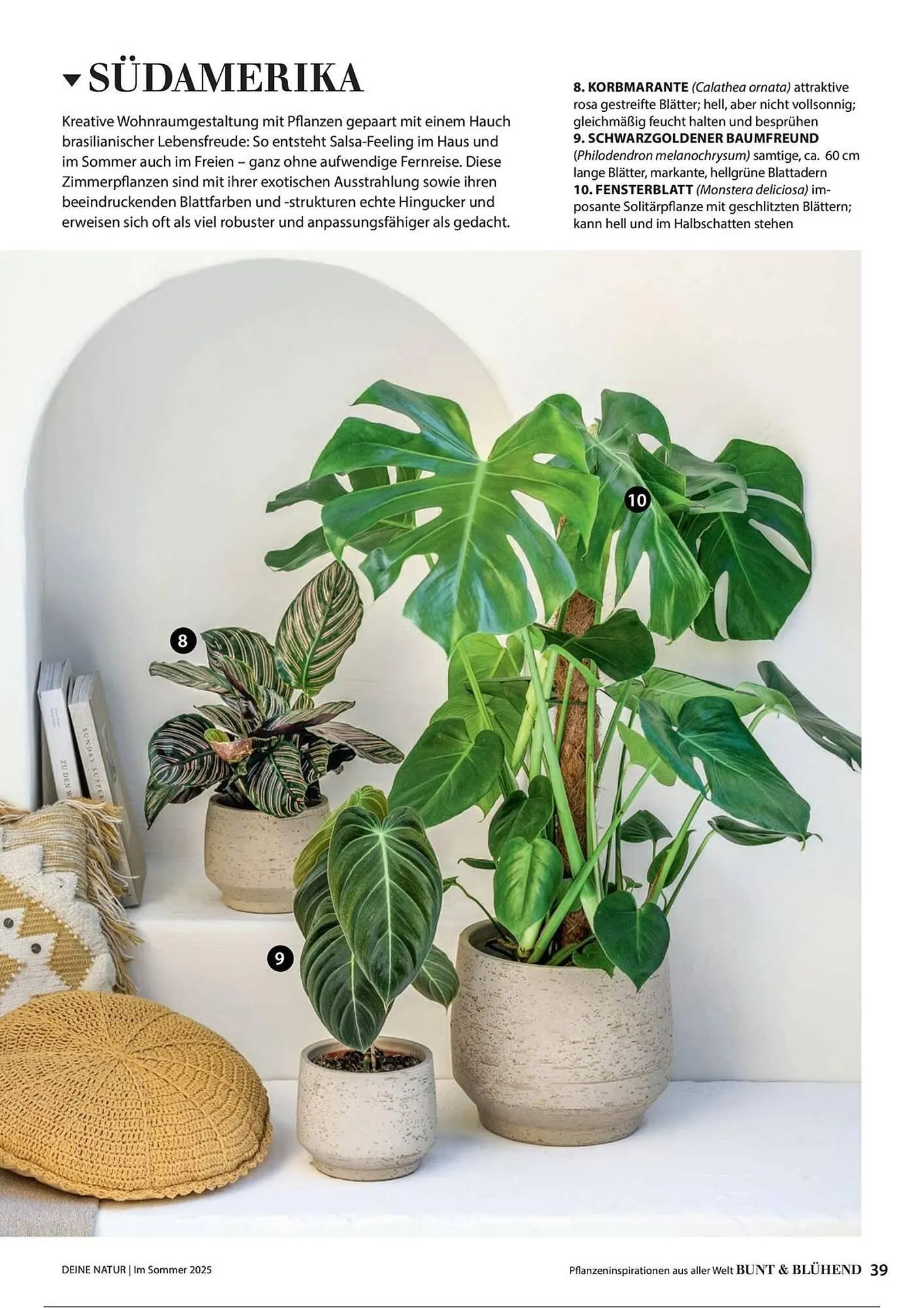 Dehner Prospekt von 1. Juli bis 31. Dezember 2025 - Prospekt seite 39