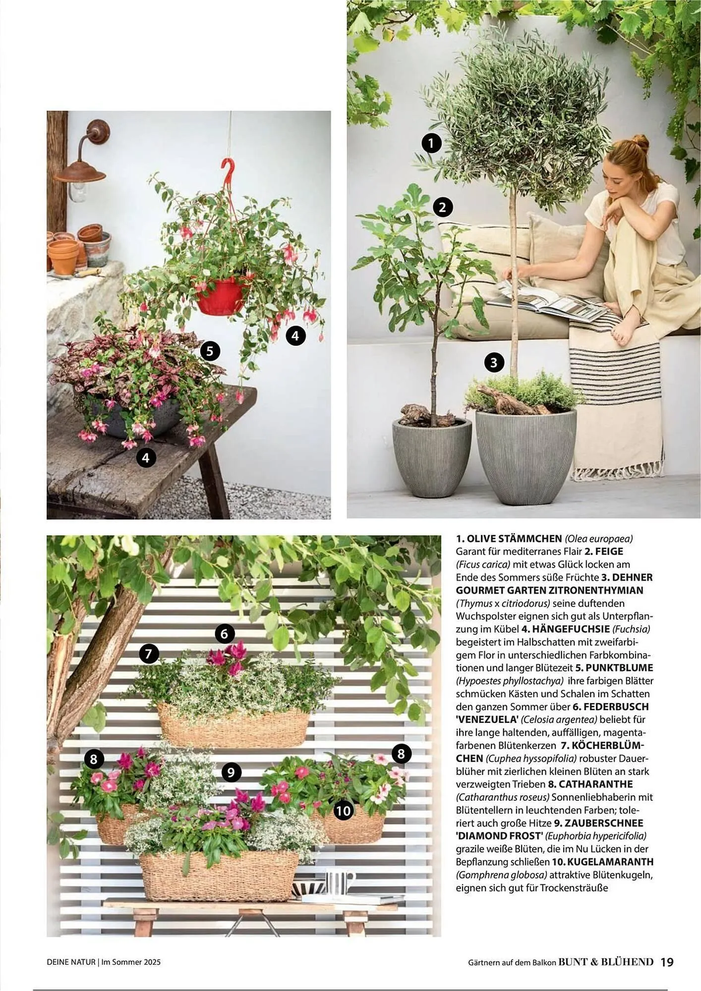 Dehner Prospekt von 1. Juli bis 31. Dezember 2025 - Prospekt seite 19