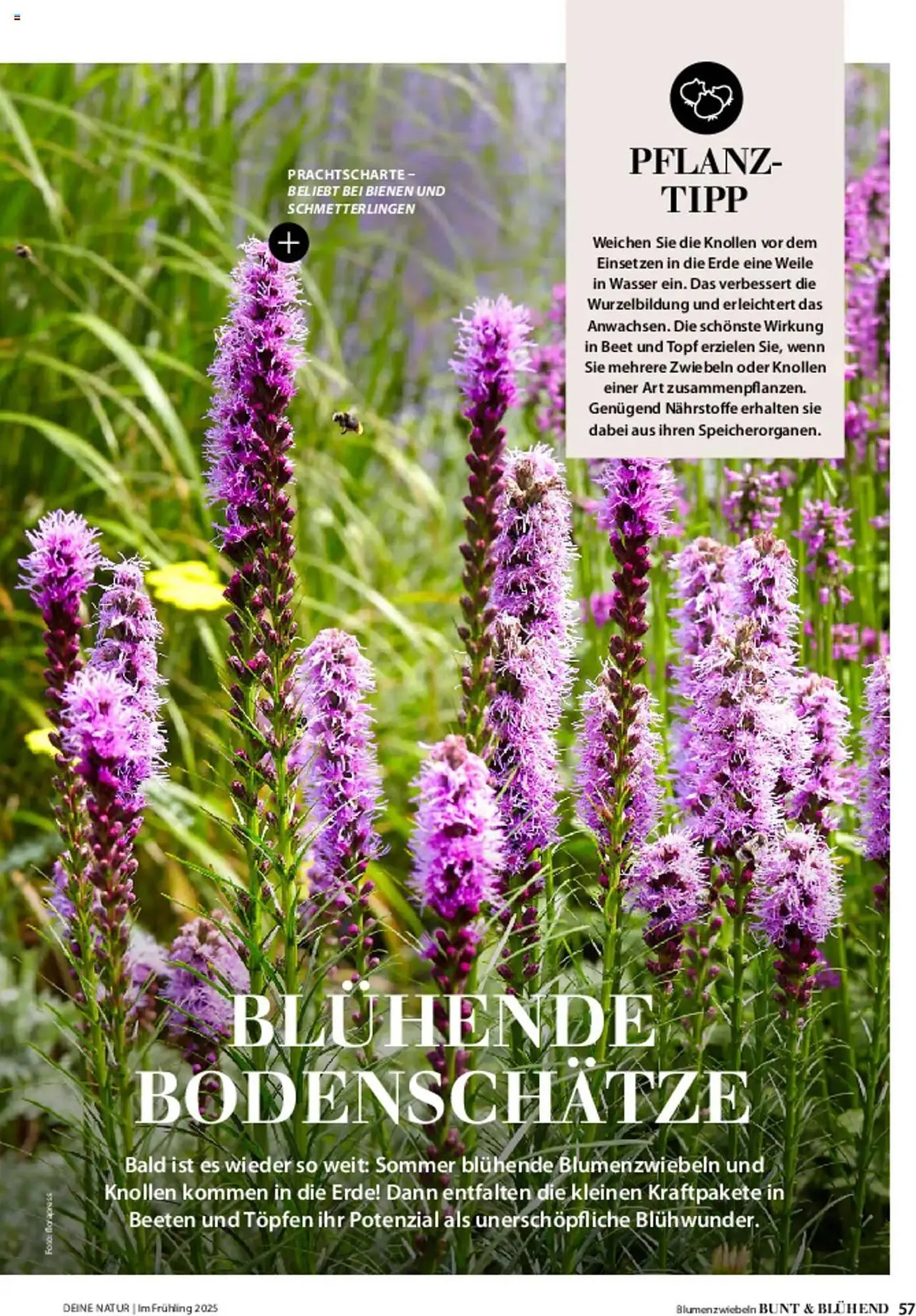 Dehner Prospekt von 6. März bis 9. Juni 2025 - Prospekt seite 57