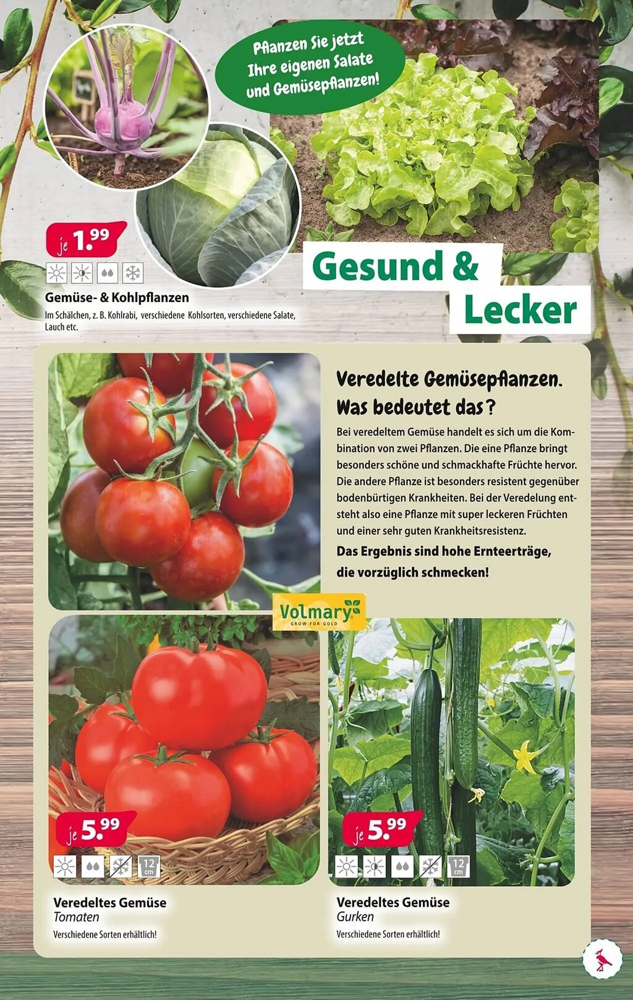 Kiebitzmarkt Prospekt von 5. April bis 12. April 2025 - Prospekt seite 11