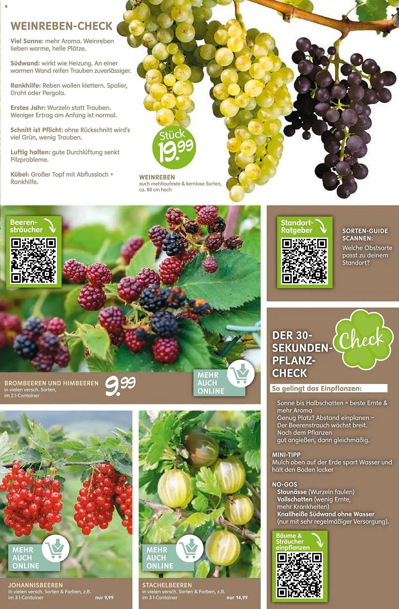 Blumen Risse Prospekt von 12. März bis 22. März 2026 - Prospekt seite 7