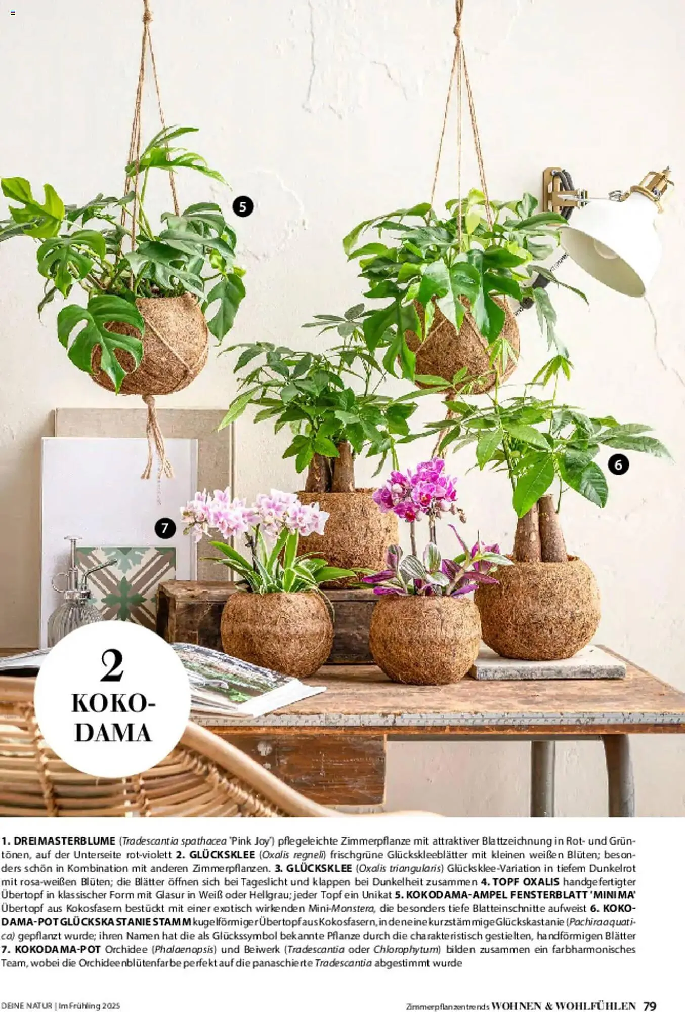 Dehner Prospekt von 6. März bis 9. Juni 2025 - Prospekt seite 79