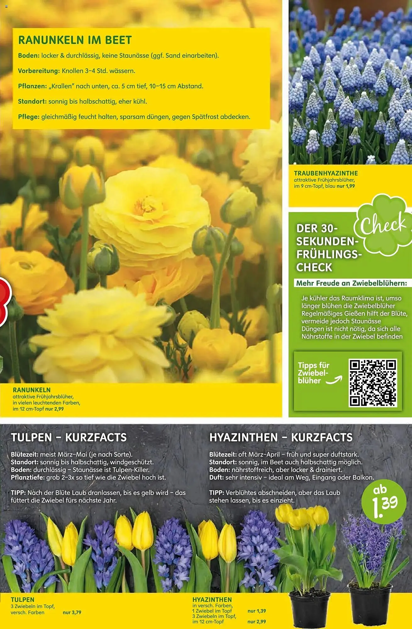Blumen Risse Prospekt von 12. März bis 22. März 2026 - Prospekt seite 11