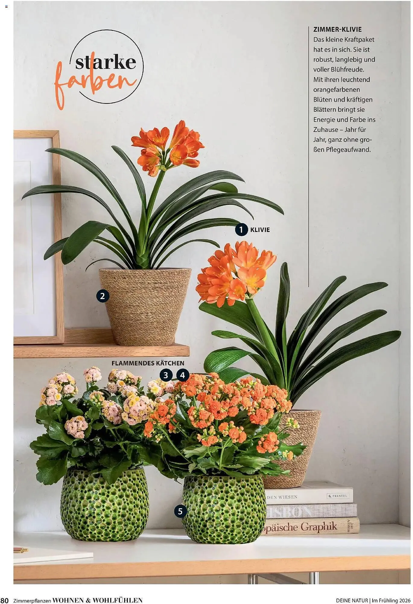 Dehner Prospekt von 4. März bis 31. Mai 2026 - Prospekt seite 80