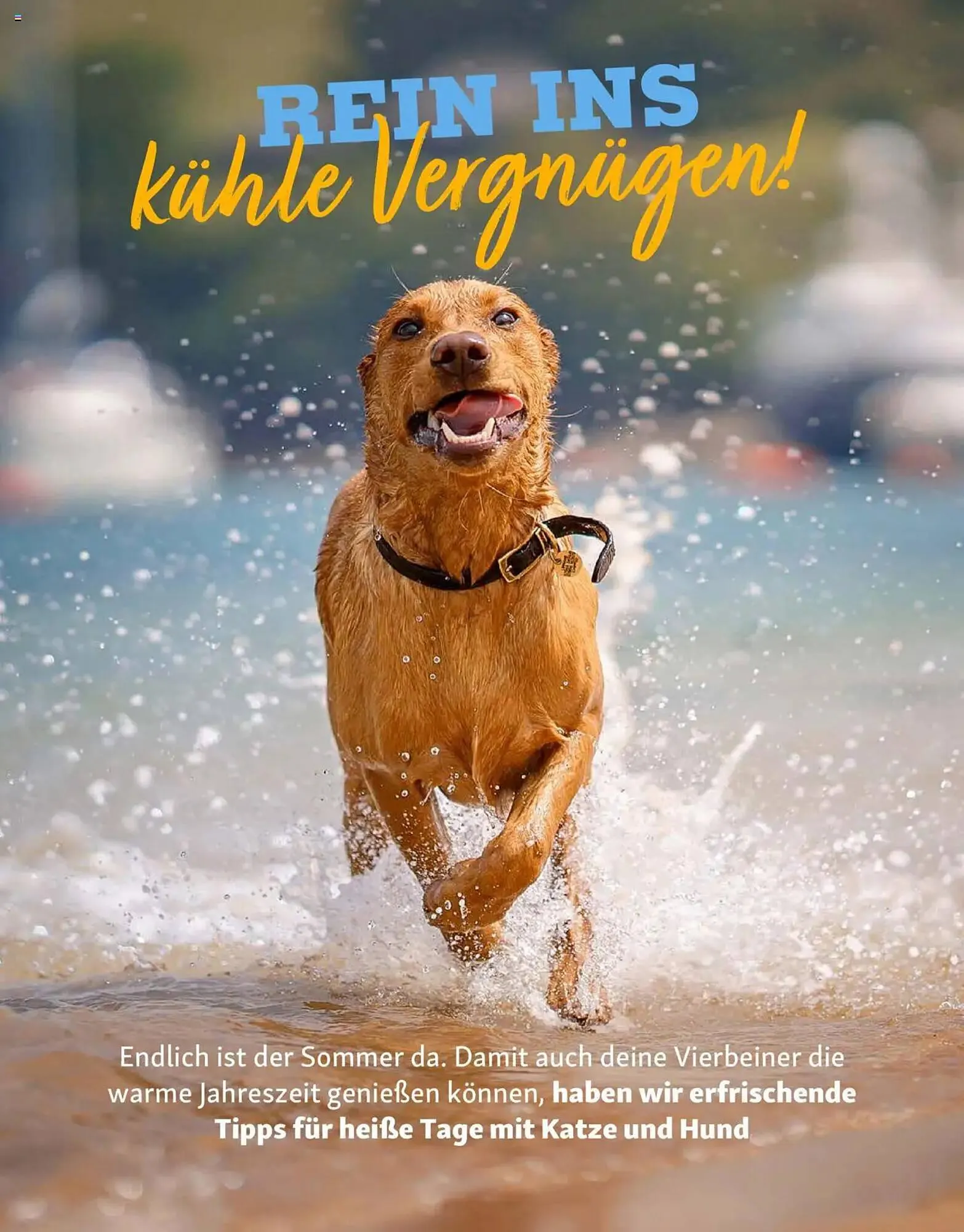 Fressnapf Prospekt von 1. Juli bis 31. August 2025 - Prospekt seite 16