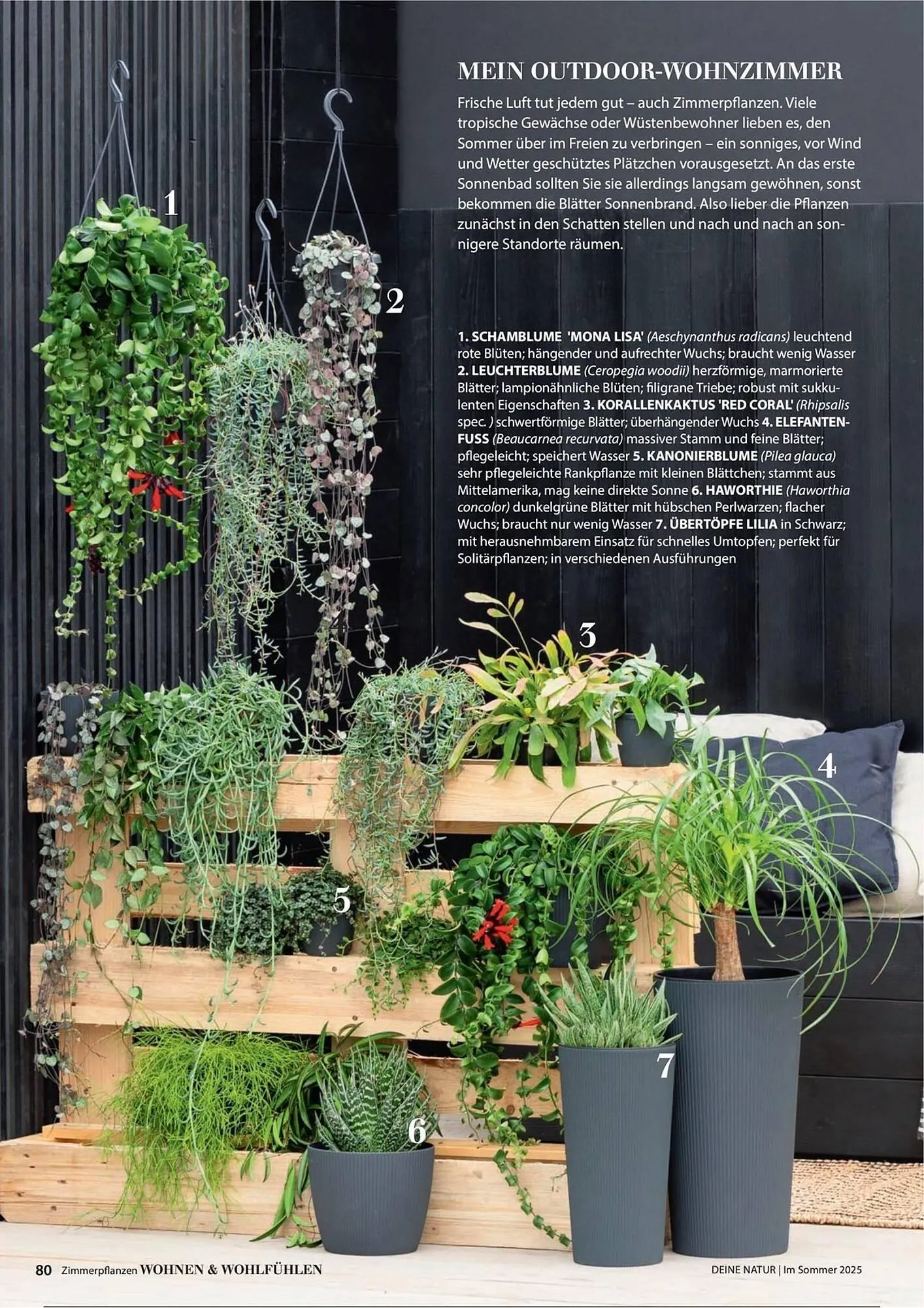 Dehner Prospekt von 1. Juli bis 31. Dezember 2025 - Prospekt seite 80