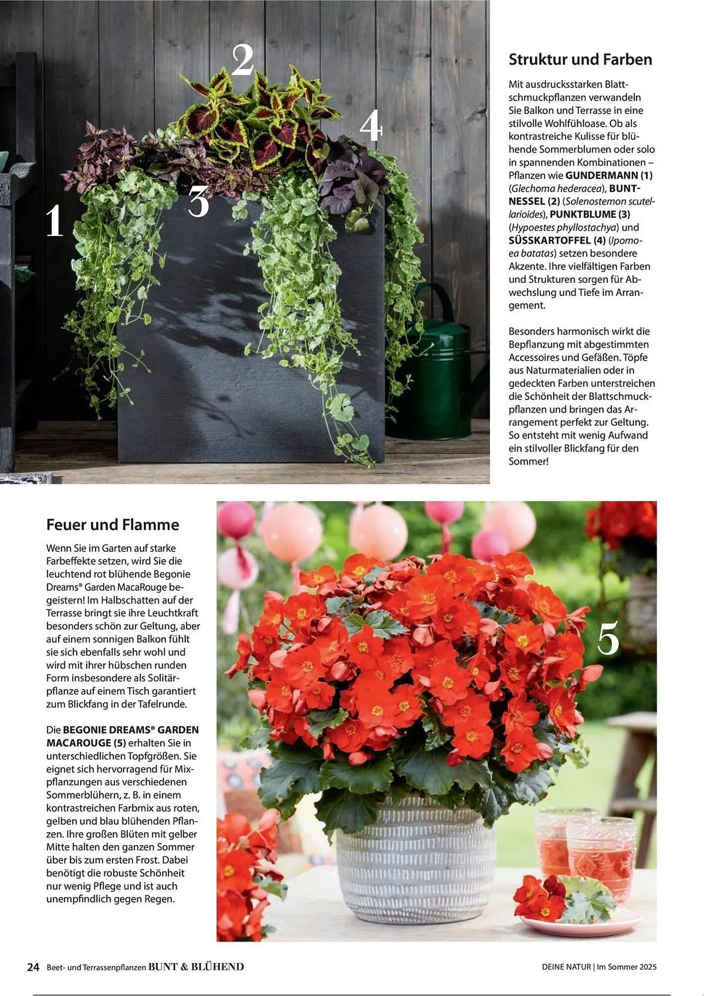 Dehner Prospekt von 1. Juli bis 31. Dezember 2025 - Prospekt seite 24