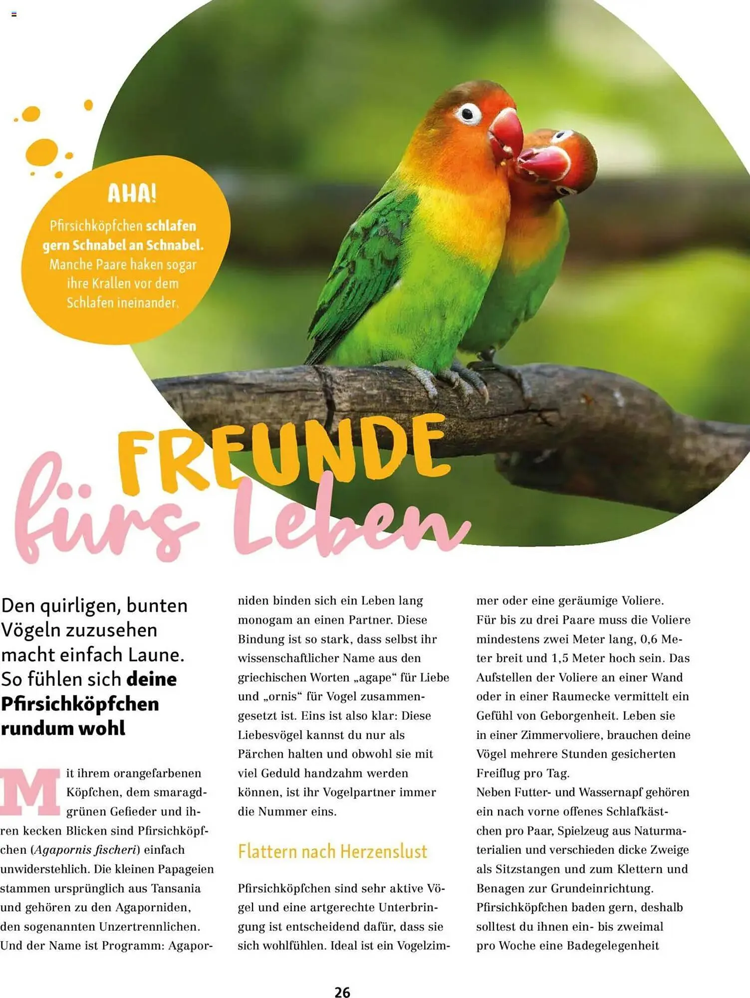 Fressnapf Magazin von 1. September bis 31. Oktober 2025 - Prospekt seite 26