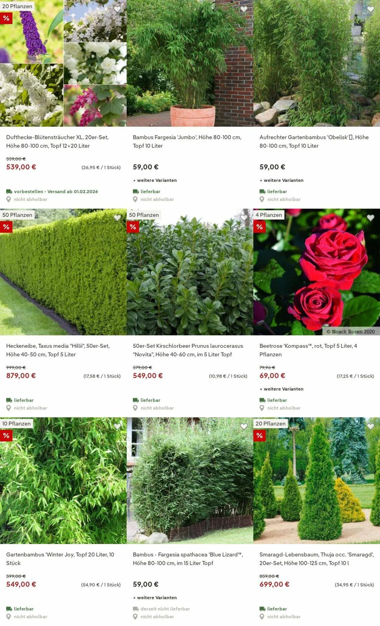 Pflanzen-Kölle Aktueller Prospekt von 15. Dezember bis 24. Dezember 2025 - Prospekt seite 4