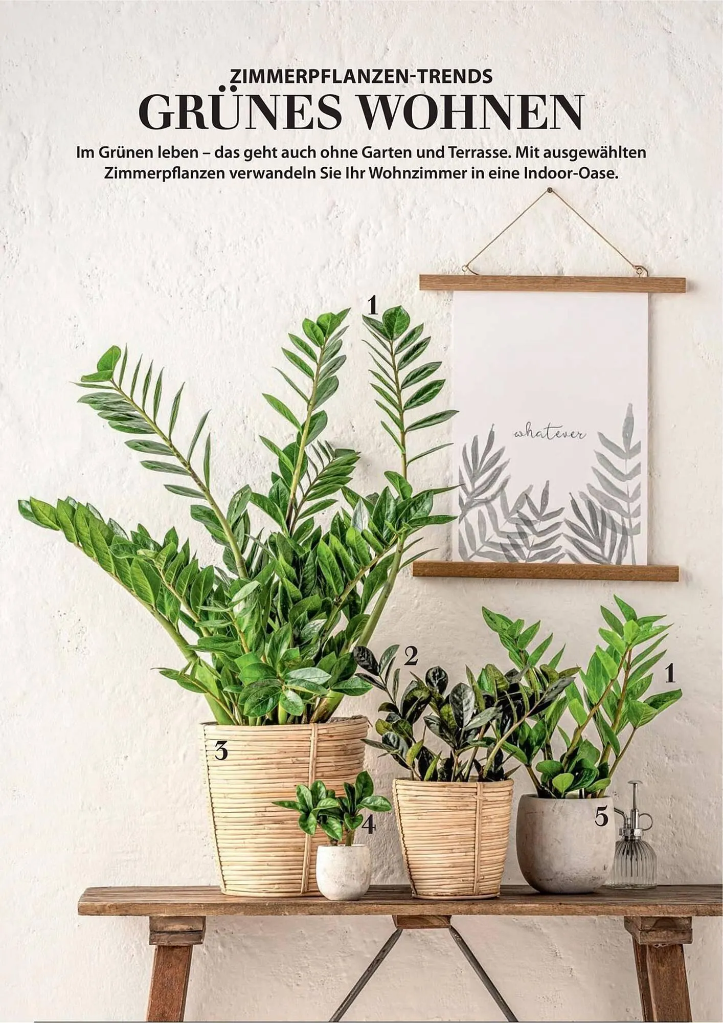 Dehner Prospekt von 1. Juli bis 31. Dezember 2025 - Prospekt seite 76