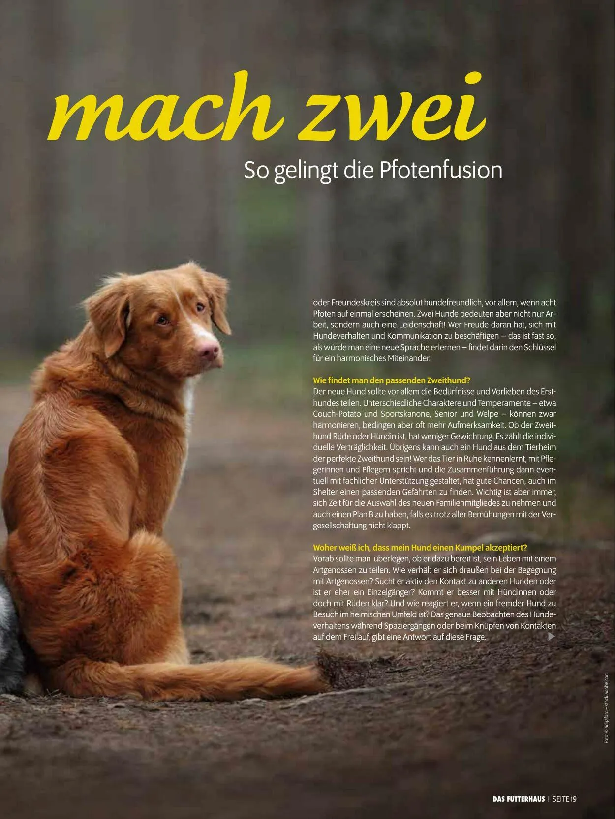 Futterhaus Aktueller Prospekt von 1. Dezember bis 31. Dezember 2025 - Prospekt seite 19