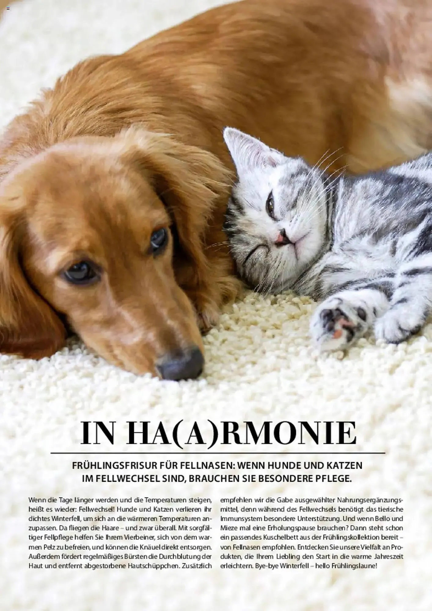 Dehner Prospekt von 6. März bis 9. Juni 2025 - Prospekt seite 84