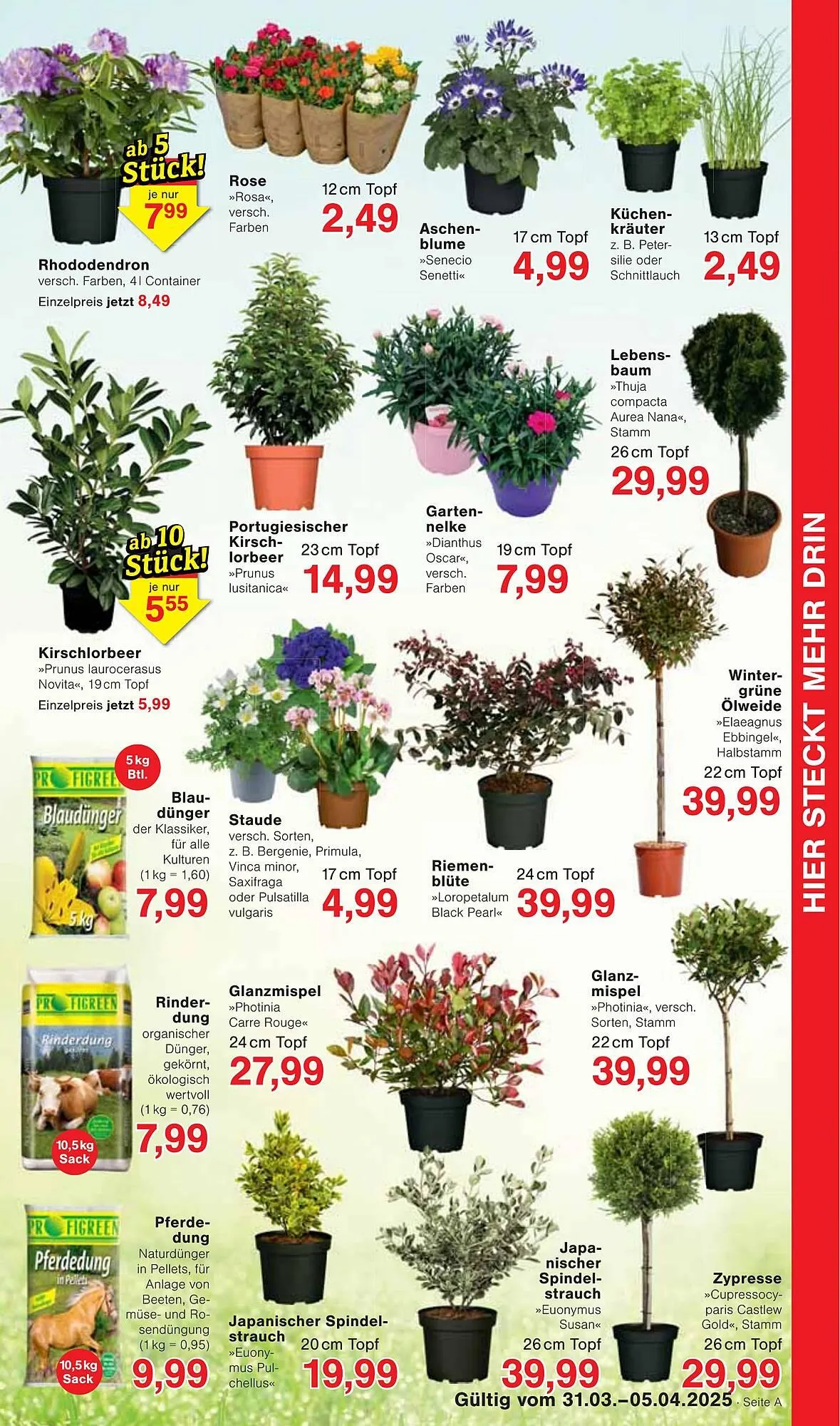 Jawoll Prospekt von 31. März bis 5. April 2025 - Prospekt seite 7