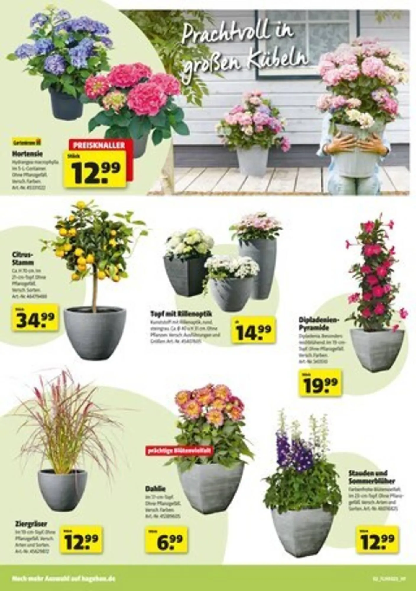 Hagebau Prospekt von 31. Mai bis 7. Juni 2025 - Prospekt seite 2