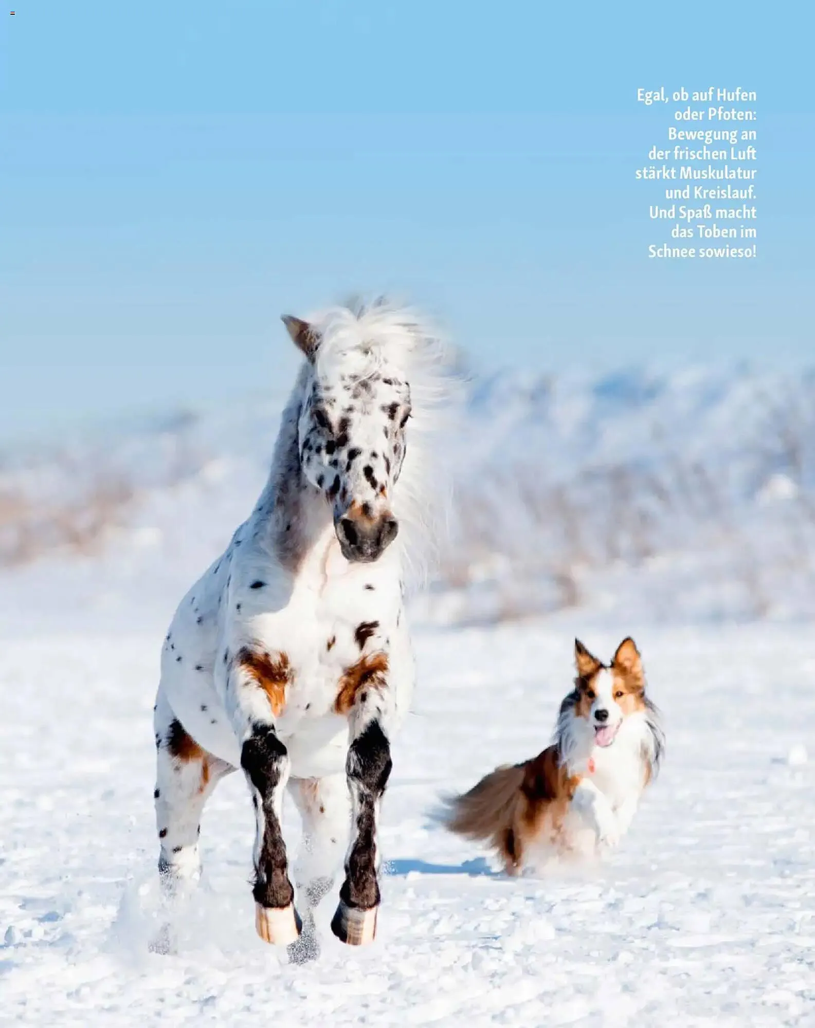 Fressnapf Magazin von 1. Januar bis 28. Februar 2026 - Prospekt seite 12