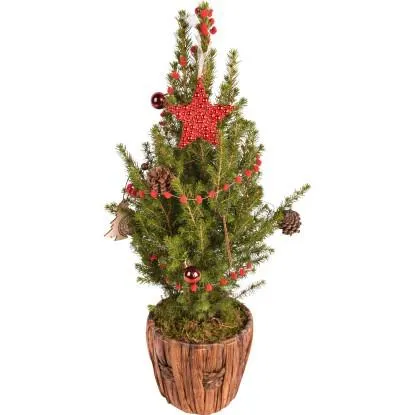 Vánoční stromeček ozdobený Smrk sivý v květináči a dřevěné nádobě pr. 16,5 cm