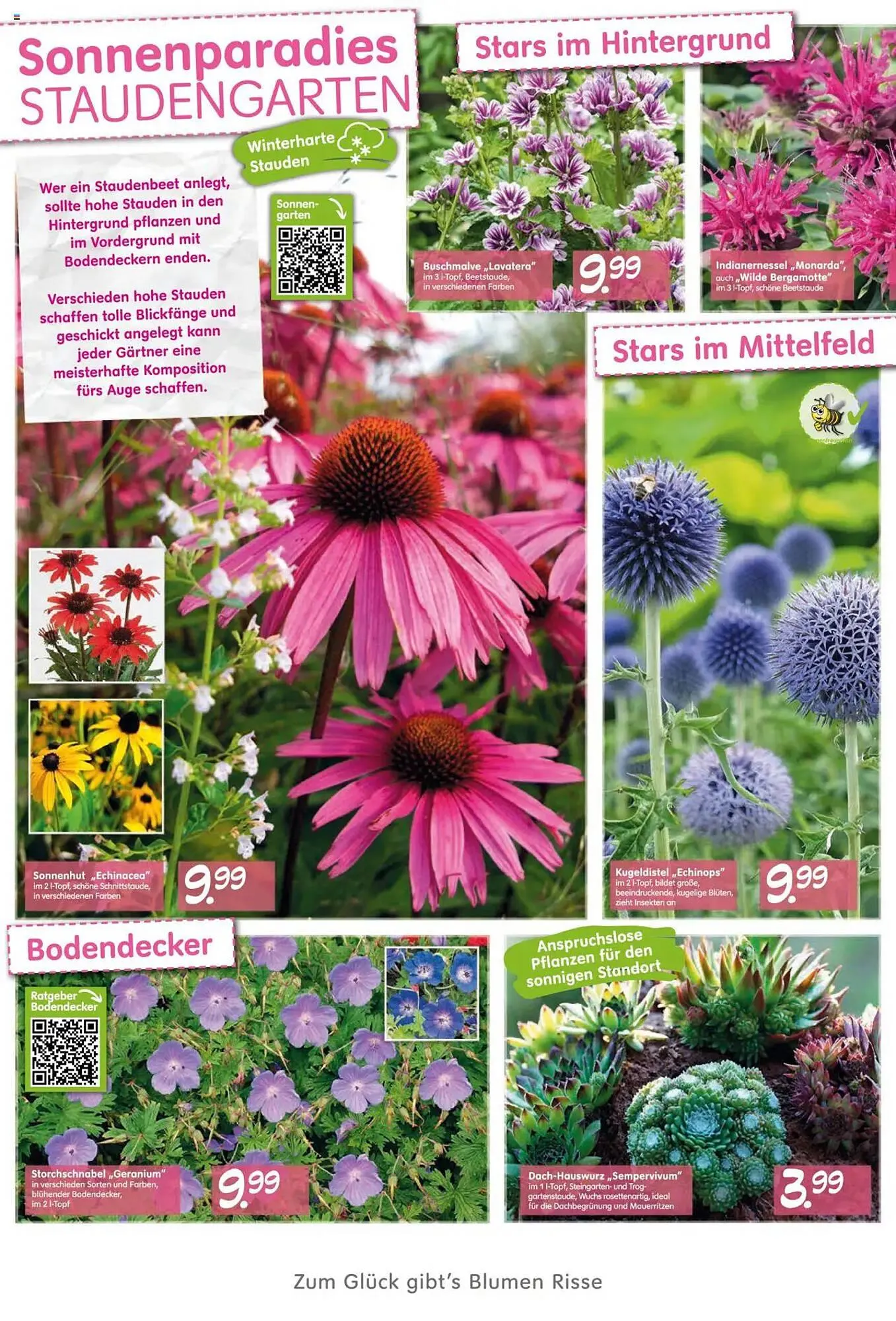 Blumen Risse Prospekt von 28. Mai bis 9. Juni 2025 - Prospekt seite 4