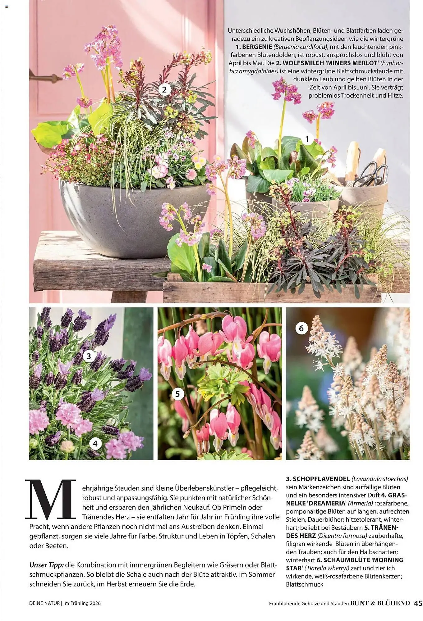 Dehner Prospekt von 4. März bis 31. Mai 2026 - Prospekt seite 45