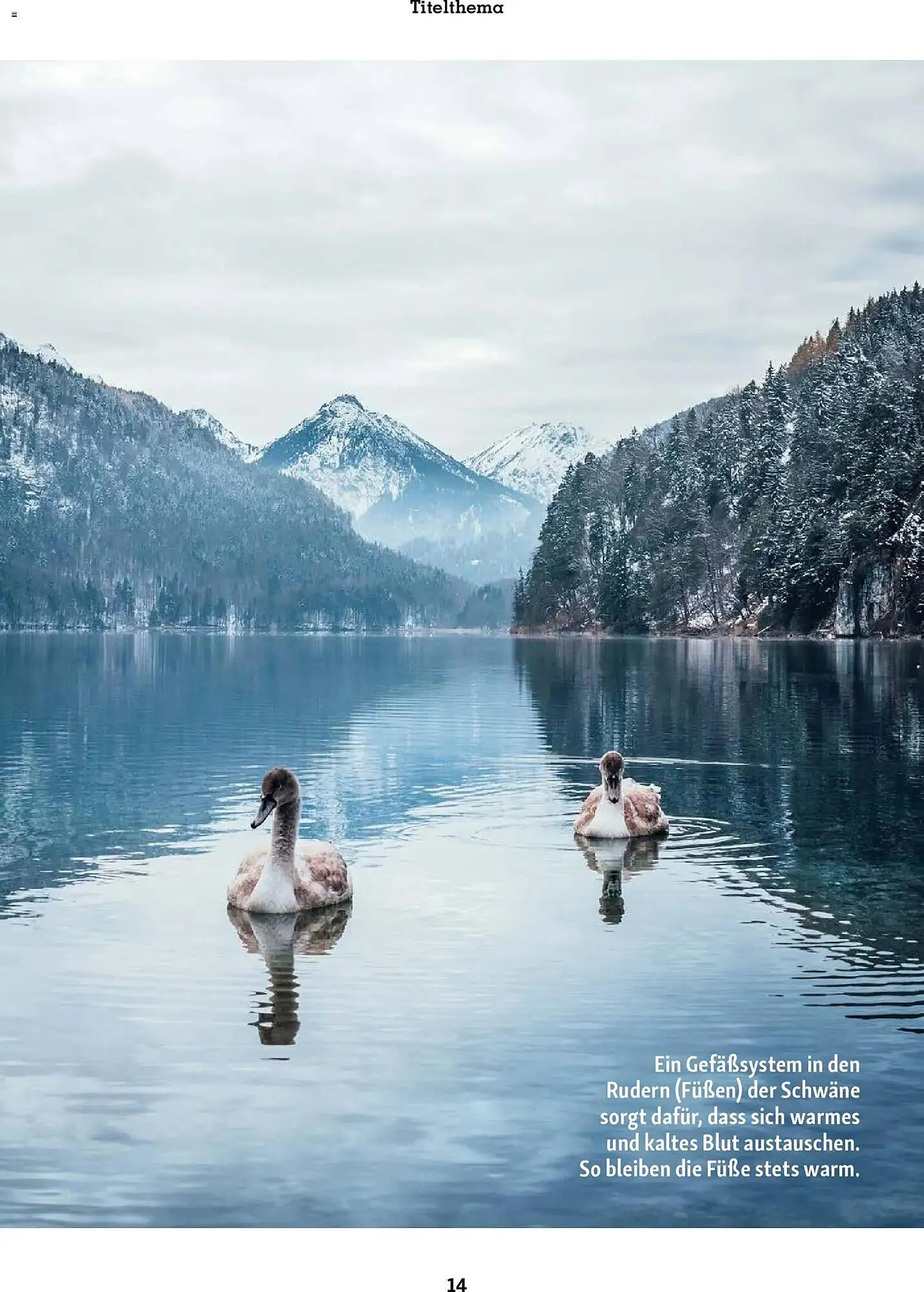 Fressnapf Magazin von 1. Januar bis 28. Februar 2026 - Prospekt seite 14